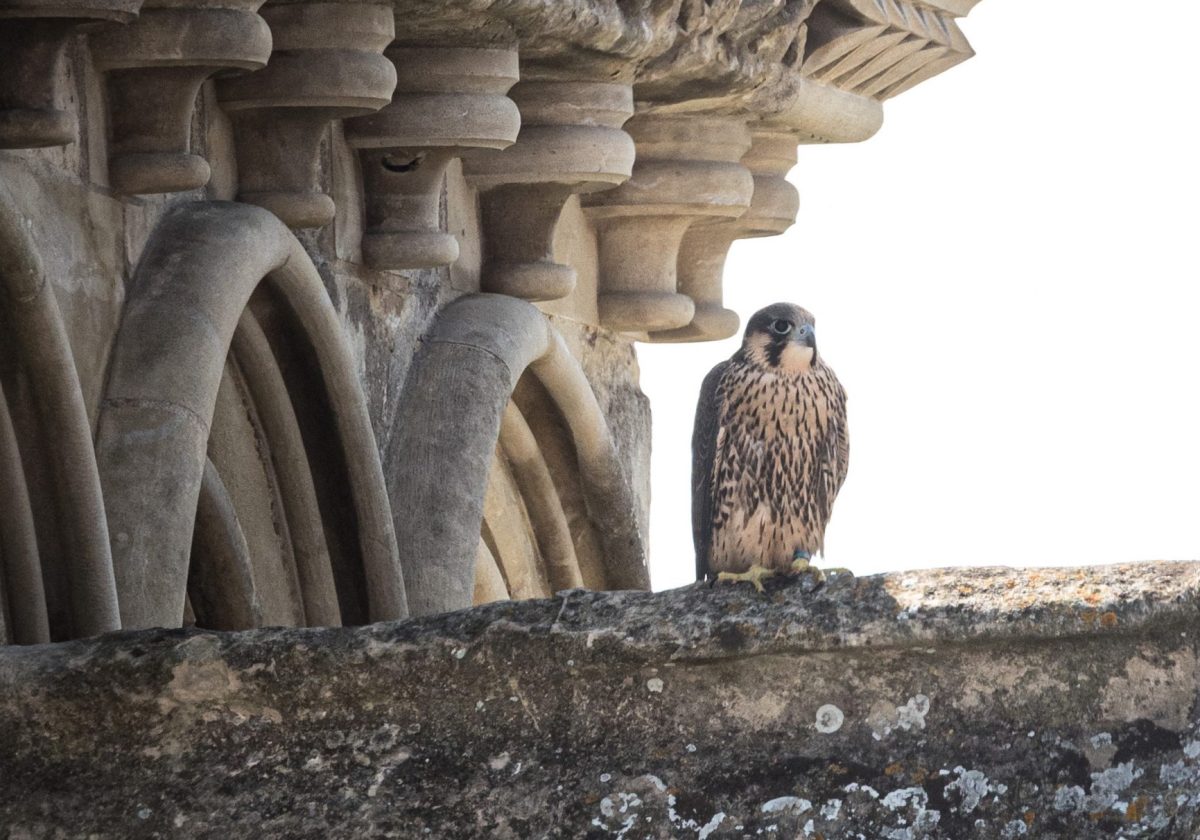 Peregrine Falcons