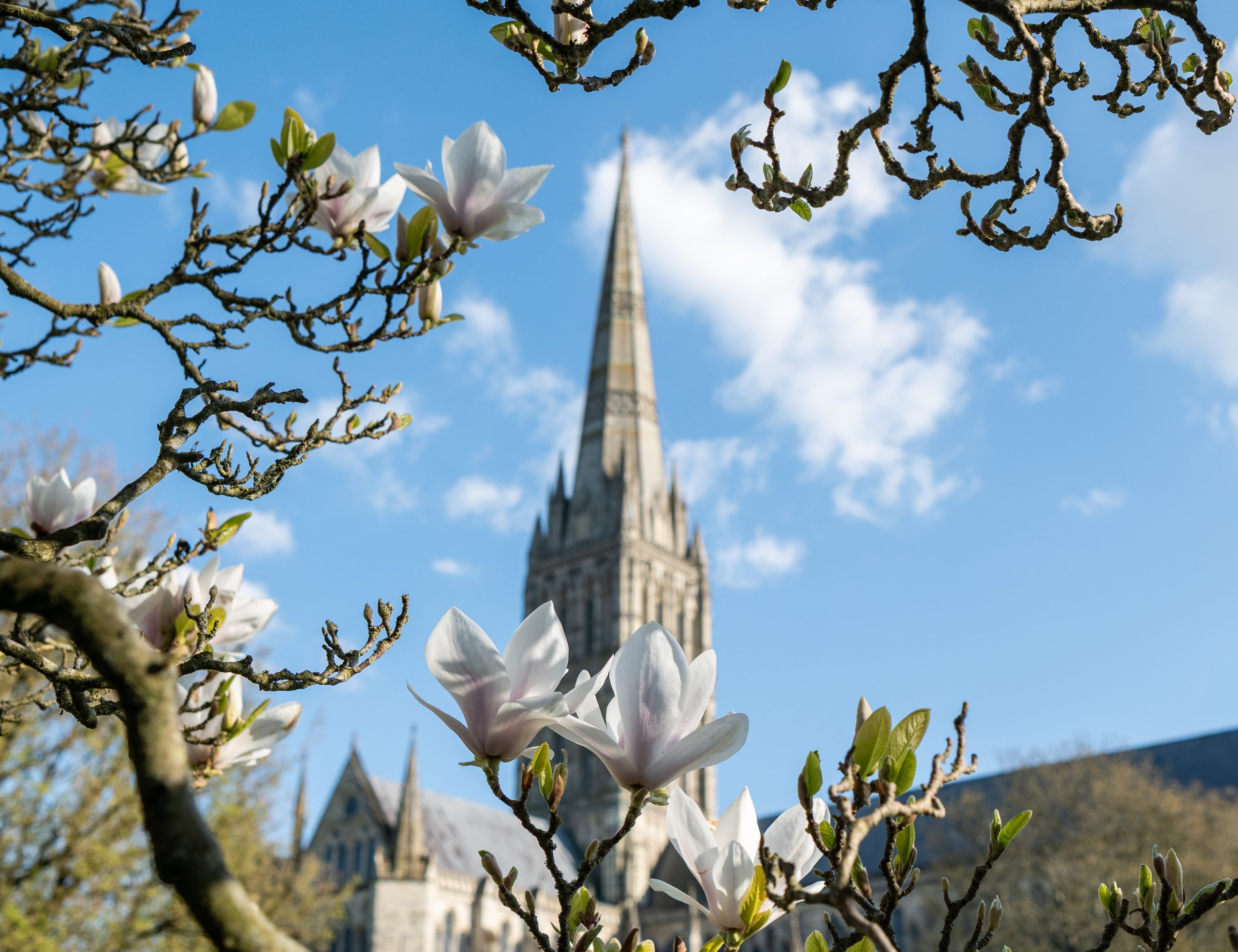 Magnolia blossoms with the spire in view behind